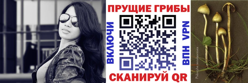 Псилоцибиновые грибы ЛСД  Купить где  Кедровый 